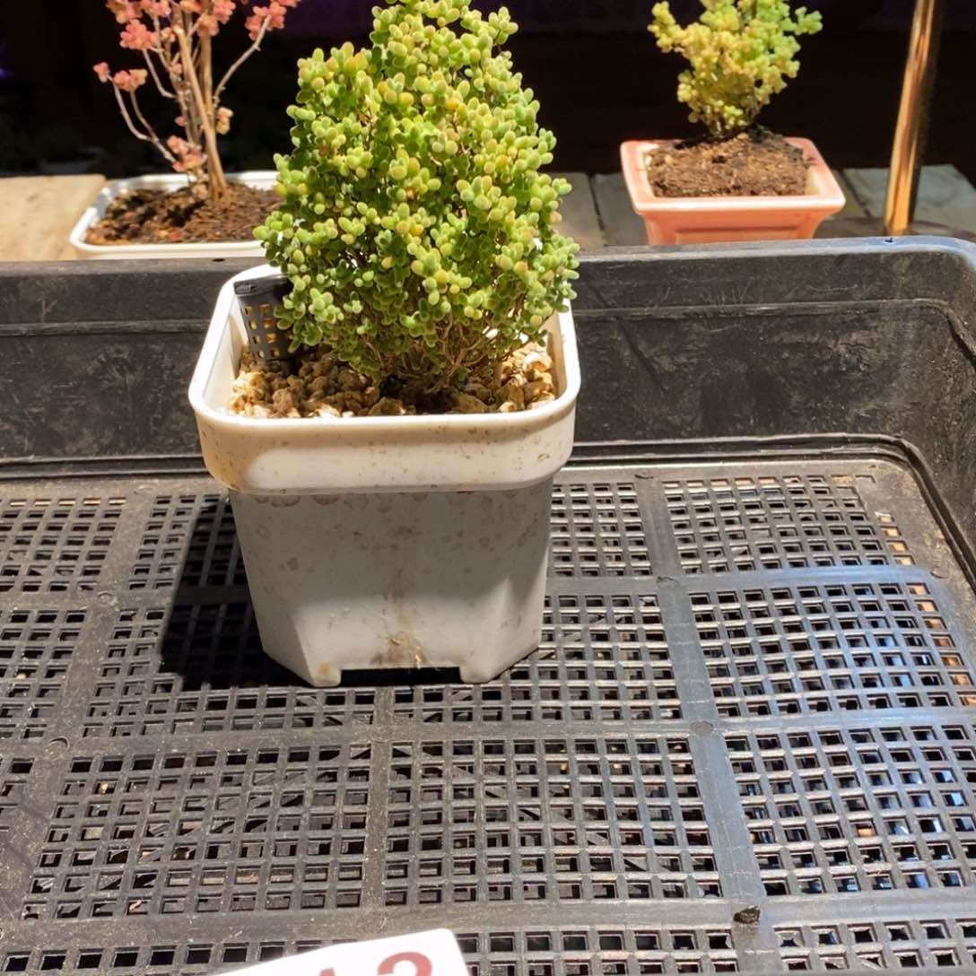 枝干番杏多肉植物012