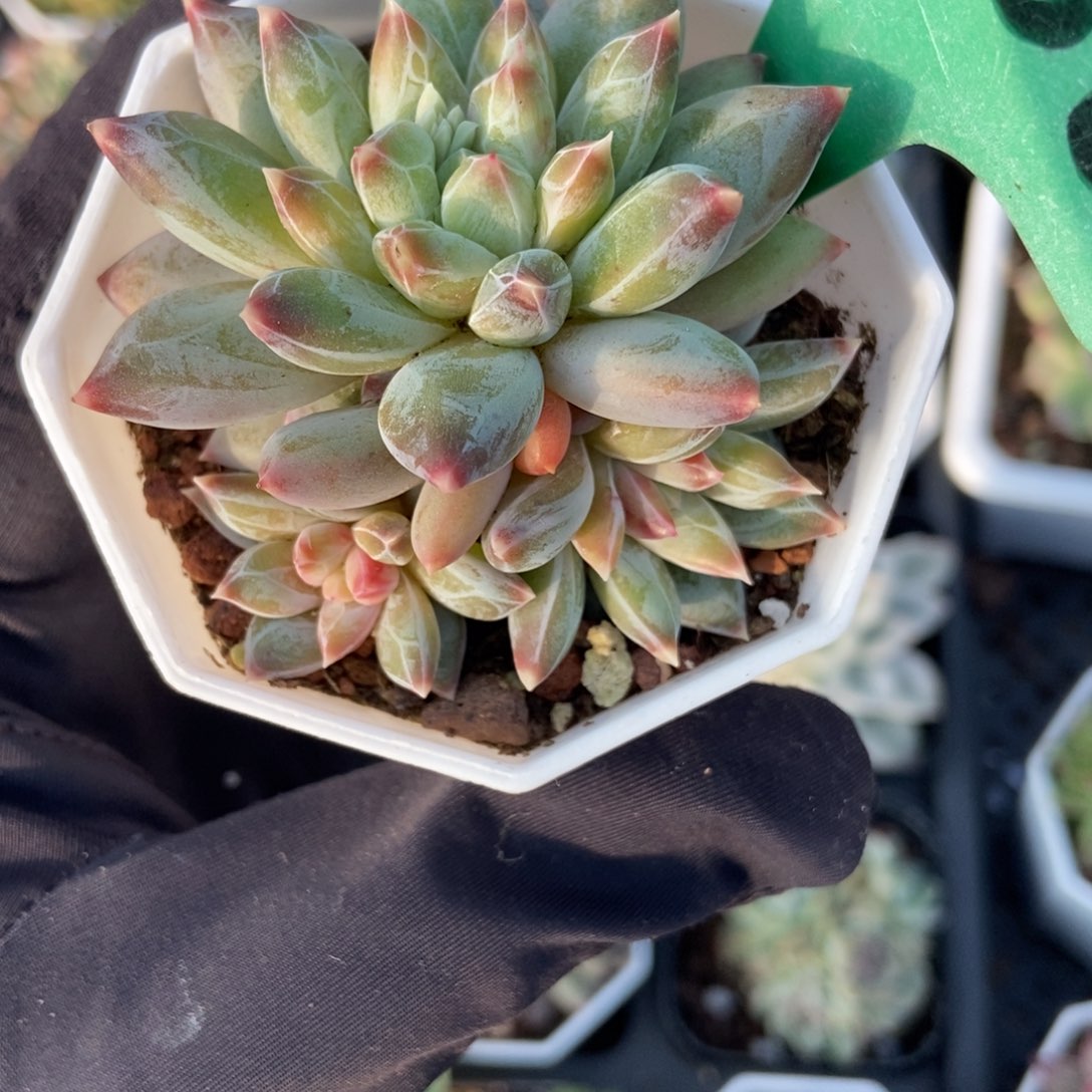 9000伊丽莎白多肉植物