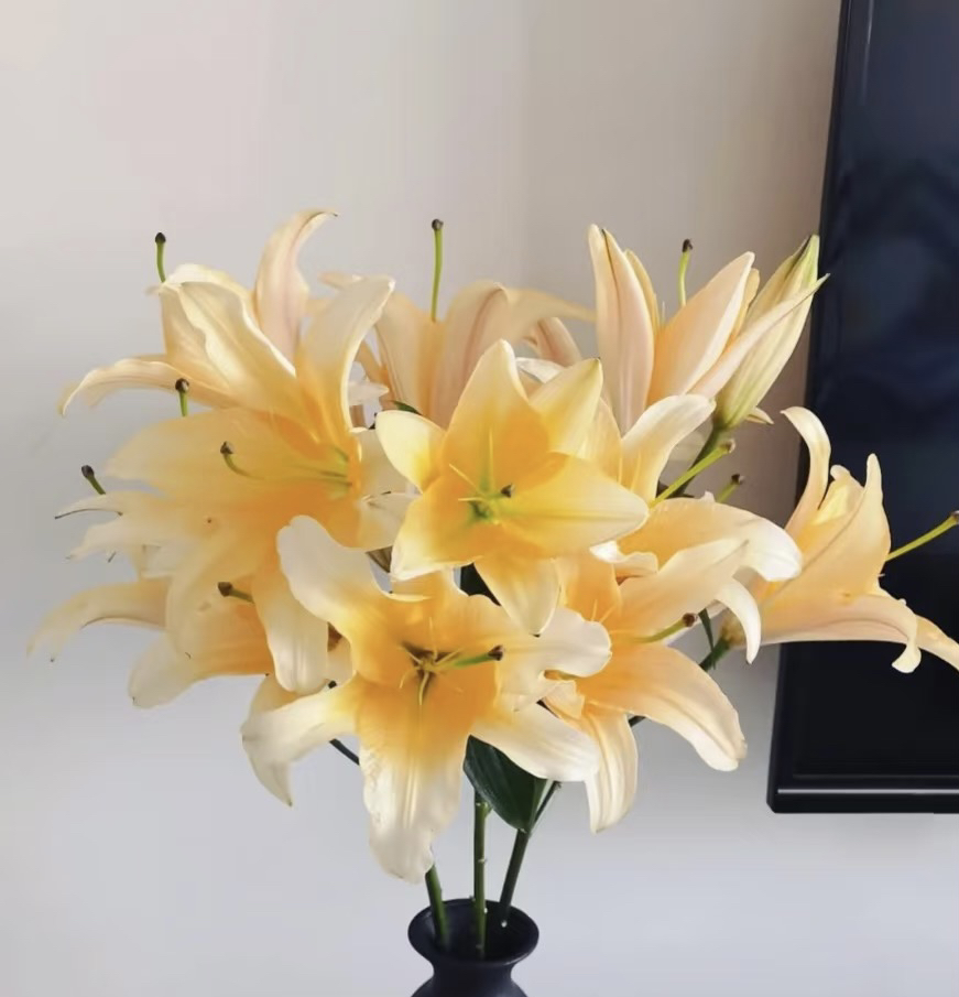 单瓣香水百合～晚霞～云南基地直发～顺丰冷链～当天发货