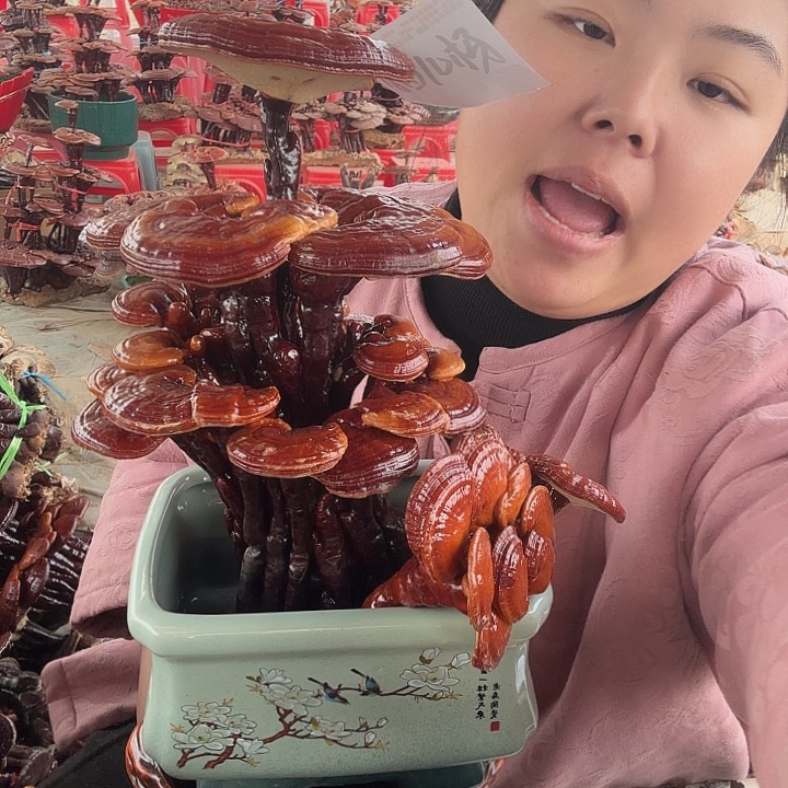 无花朵猫*杨灵芝花开了吗