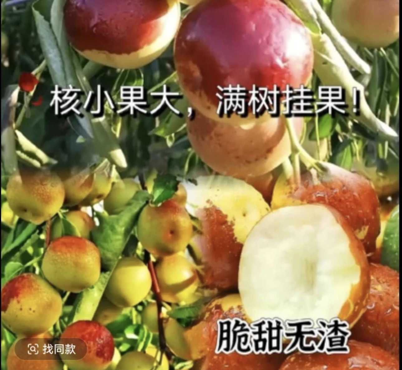 特大枣树苗嫁接正宗沾化冬枣耐寒冰糖脆枣矮化南北方盆栽地栽结果