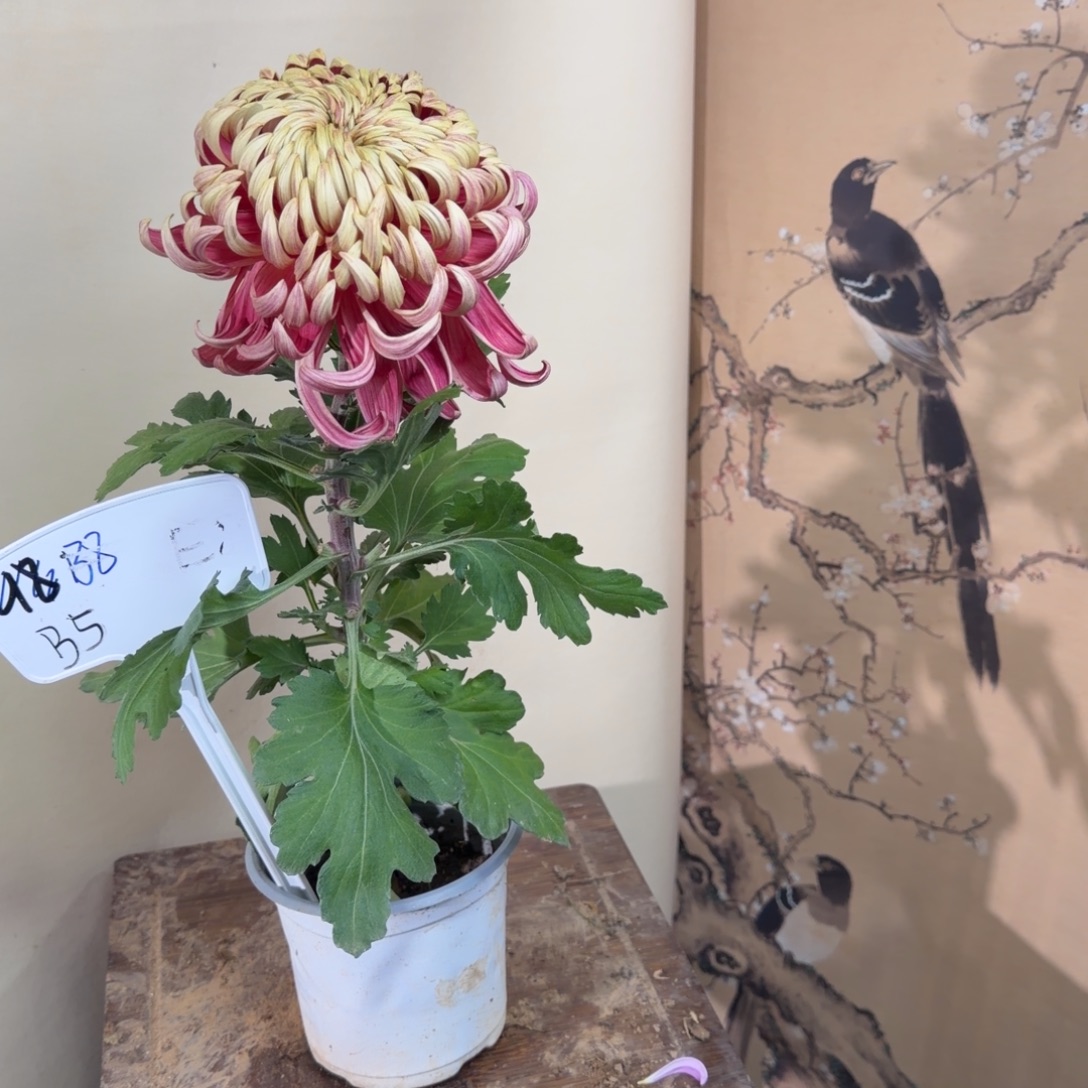 完全开放B5555555