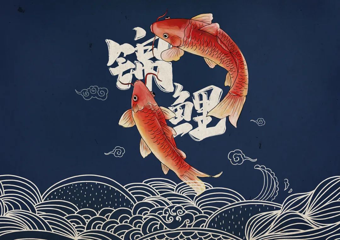 锦鲤观赏鱼红白大正昭和绯写冷水鱼好养耐活需录开箱视频包售后