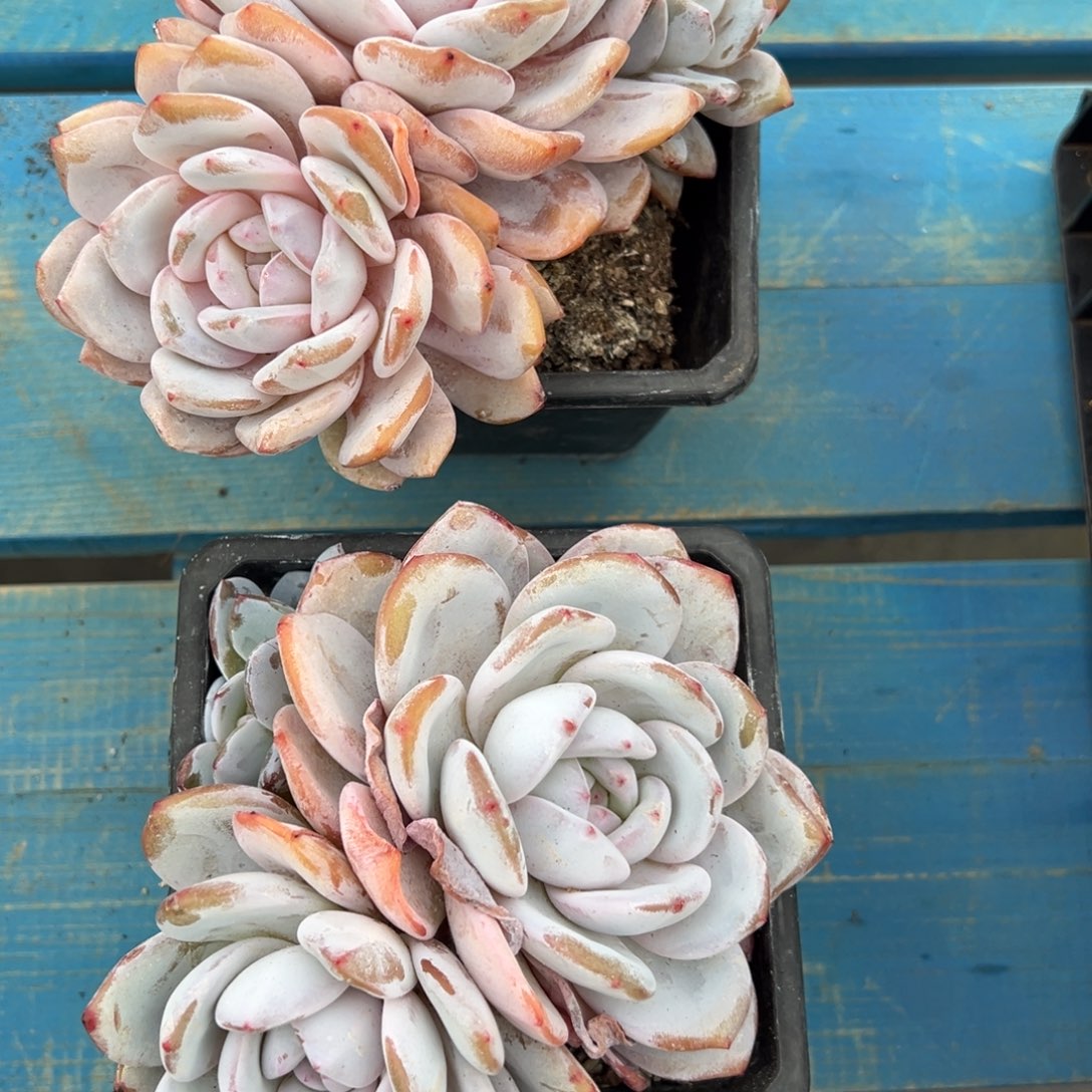 柔***子奶盖群2颗多肉植物40
