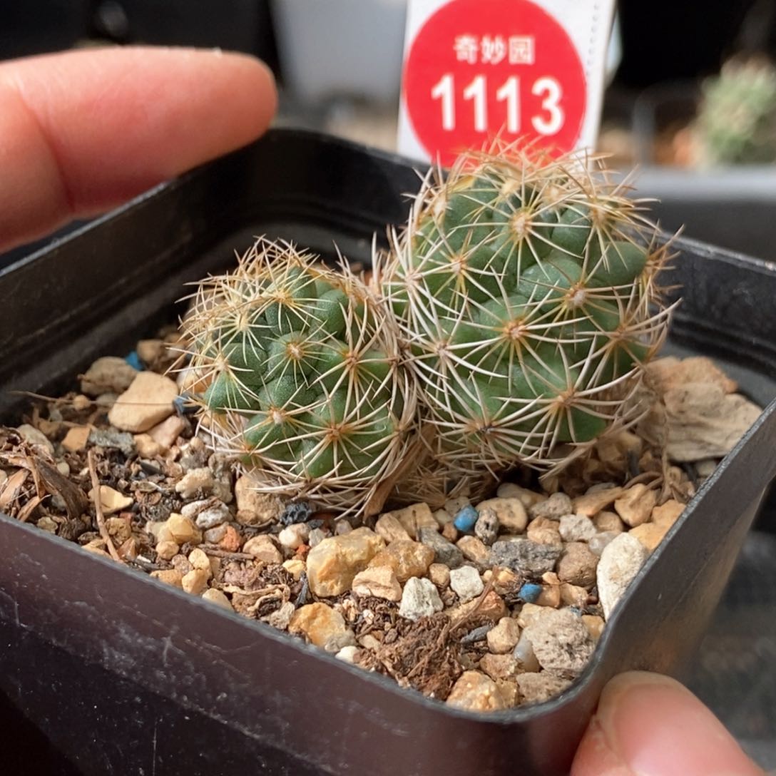 双头狮子奋迅一颗仙人球