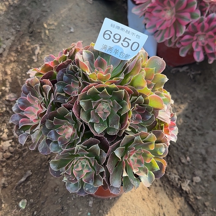 6950香妃多肉植物