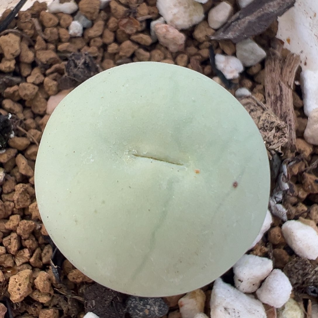 96多肉植物百科鸽子蛋