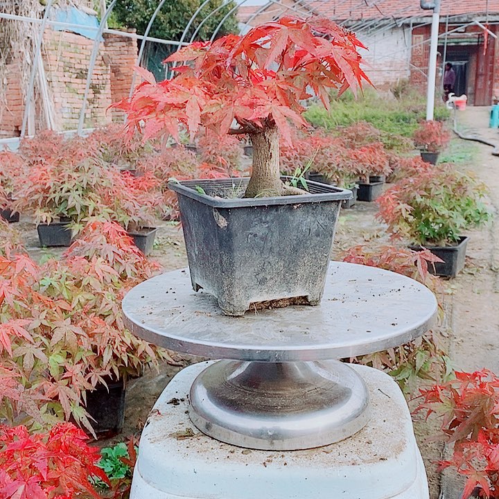 无花朵红枫星星树