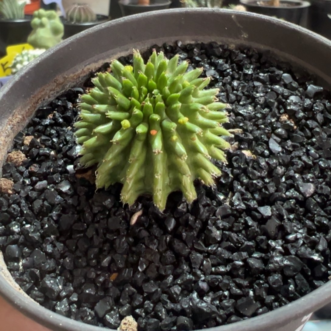 实生海胆大戟带盆111111111