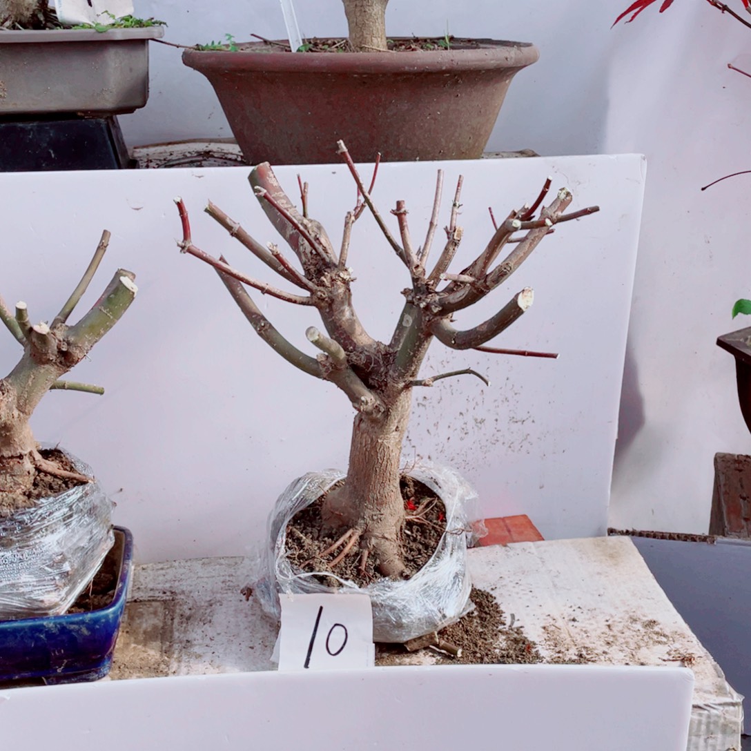 ~***～无花朵出星星老桩