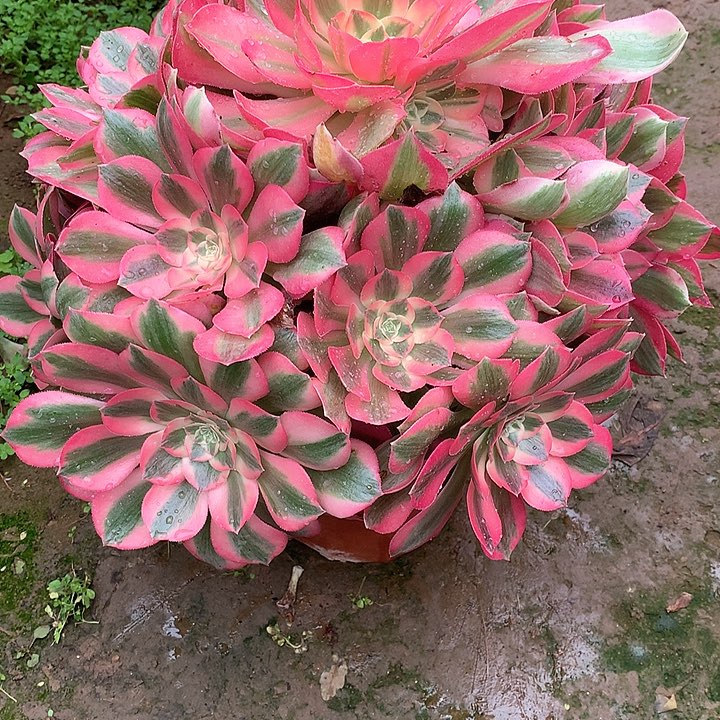 多肉法师法师多肉177