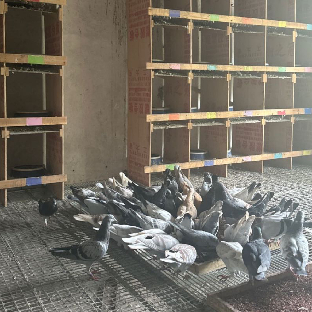 自家养的信鸽赛鸽种鸽老鸽子