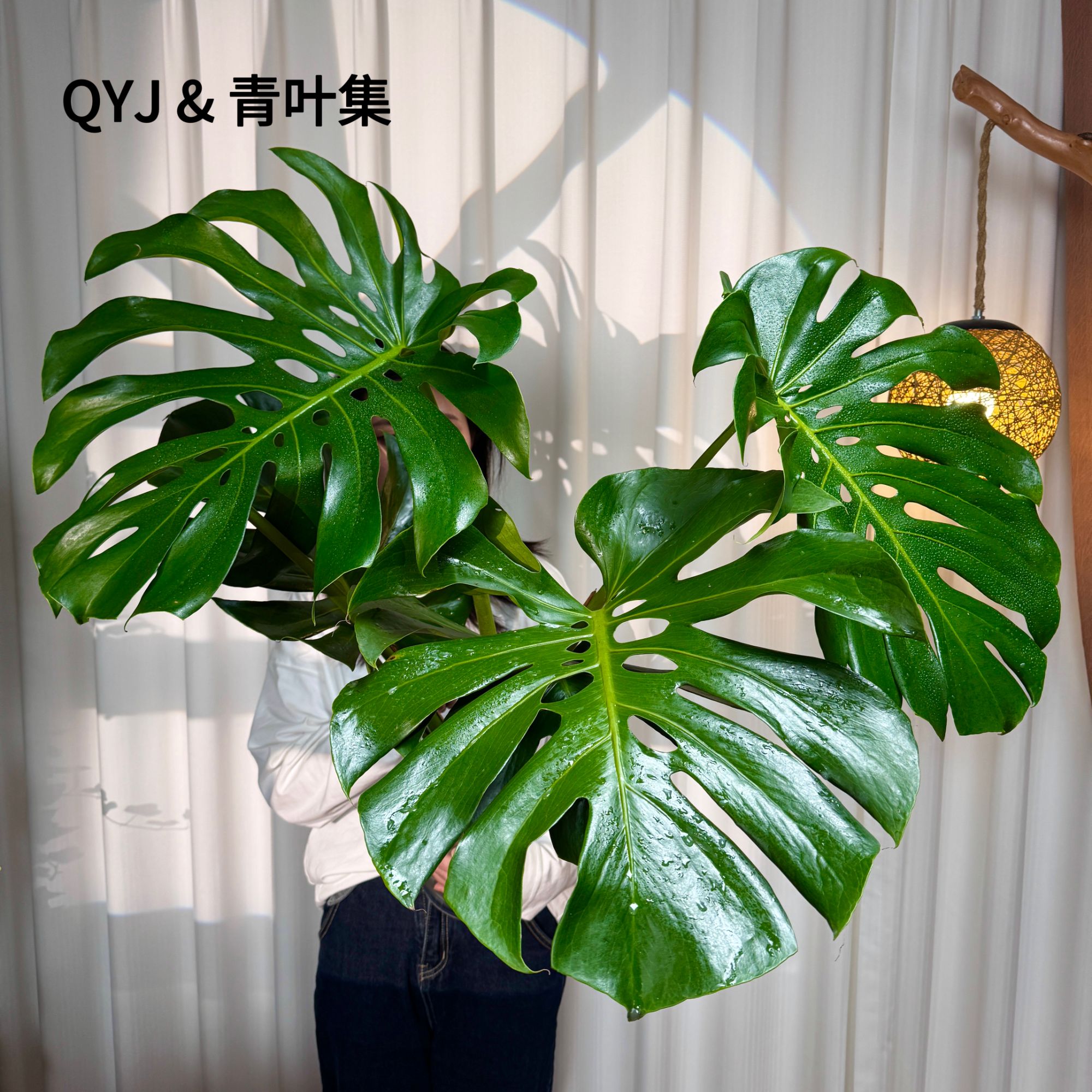 【可土培可水培】巨叶龟背竹 4-5叶大叶老桩龟背 室内绿植 新手好养