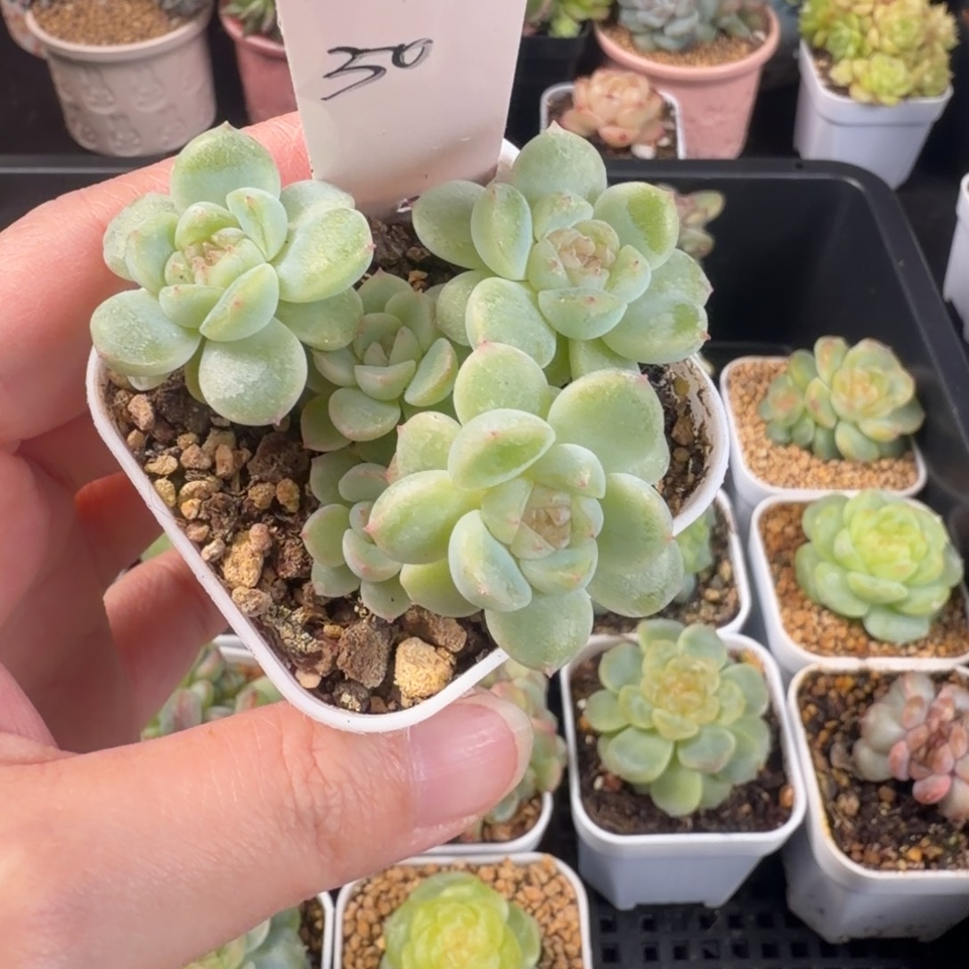 韶***货小吃货一颗冰钻包邮