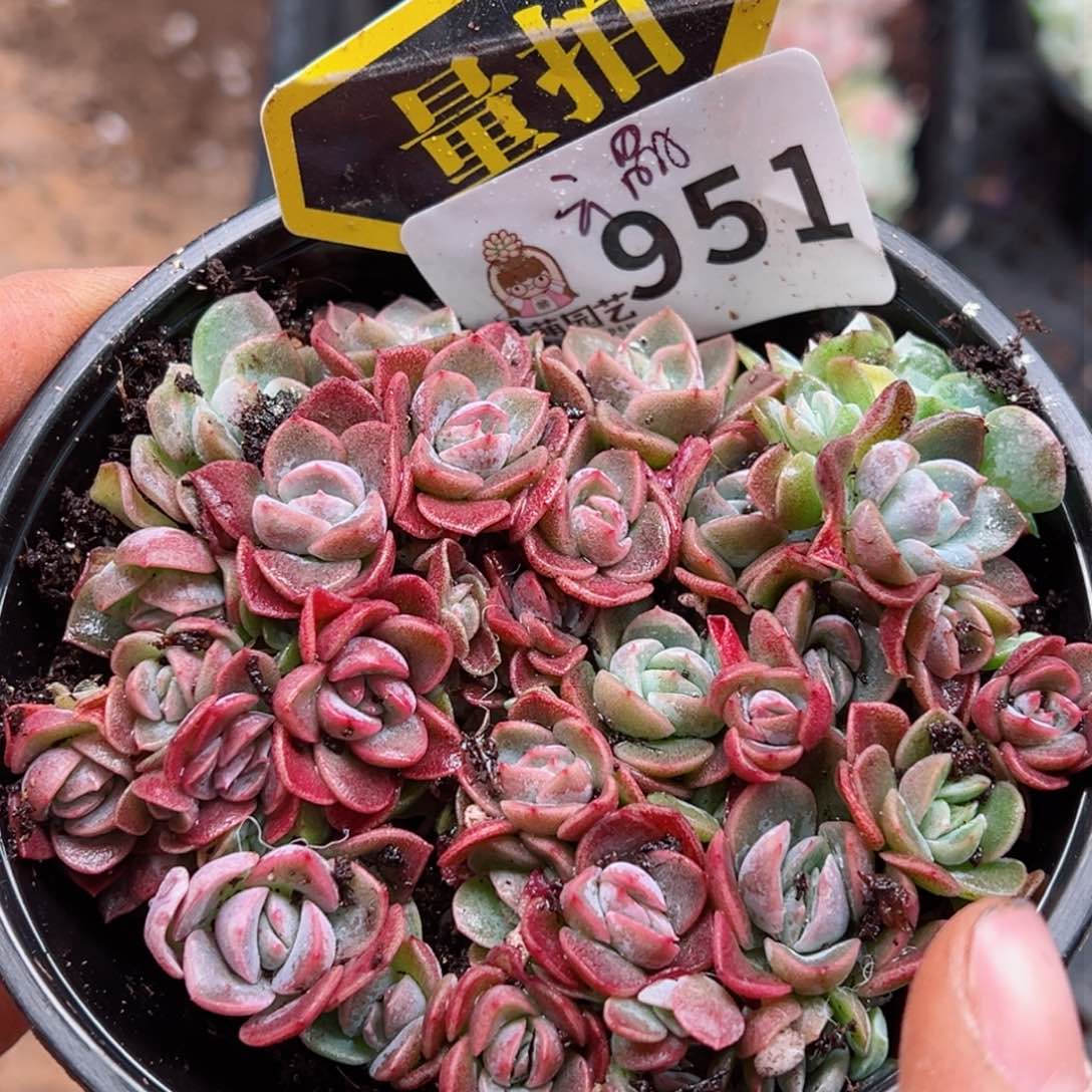 多肉植物多肉植物