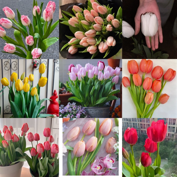 狗子家特价郁金香呀（五度球清库存不补