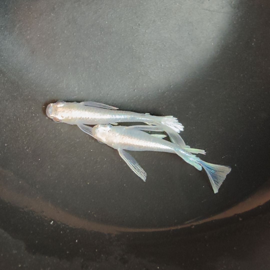青鳉鱼长鳍天使之翼02