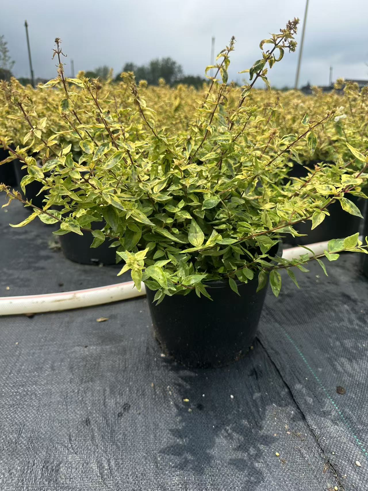 六道木万花筒观叶观花四季常绿植物耐热好养适合庭院阳台室外种植