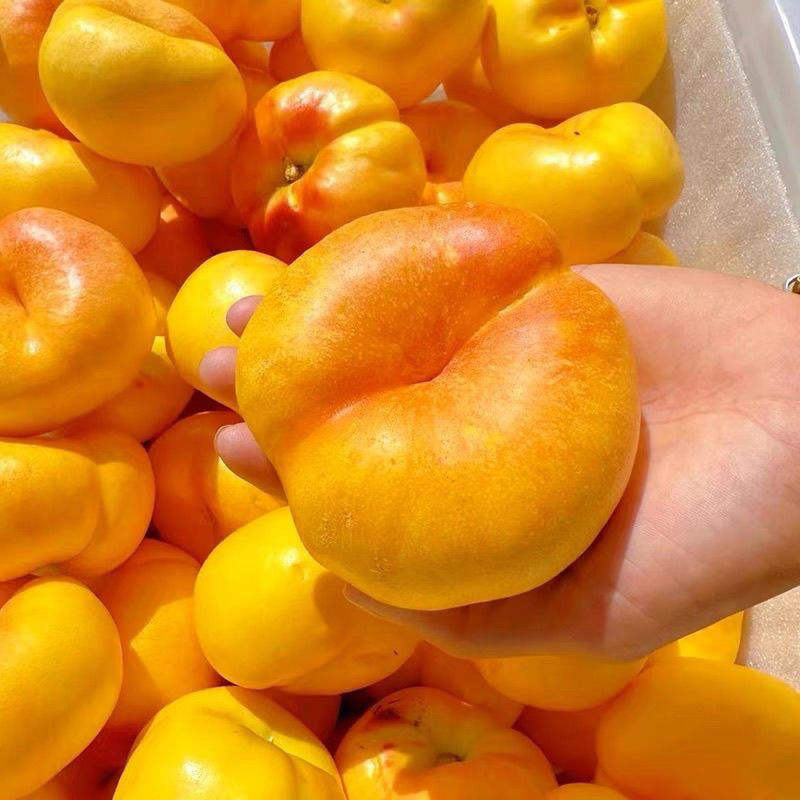 【果园直发】彩虹油蟠桃新鲜应季水果皮薄甜嫩多汁现摘包邮