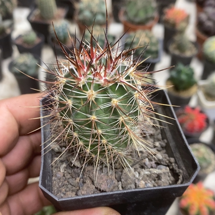 实生幻虾特价福利