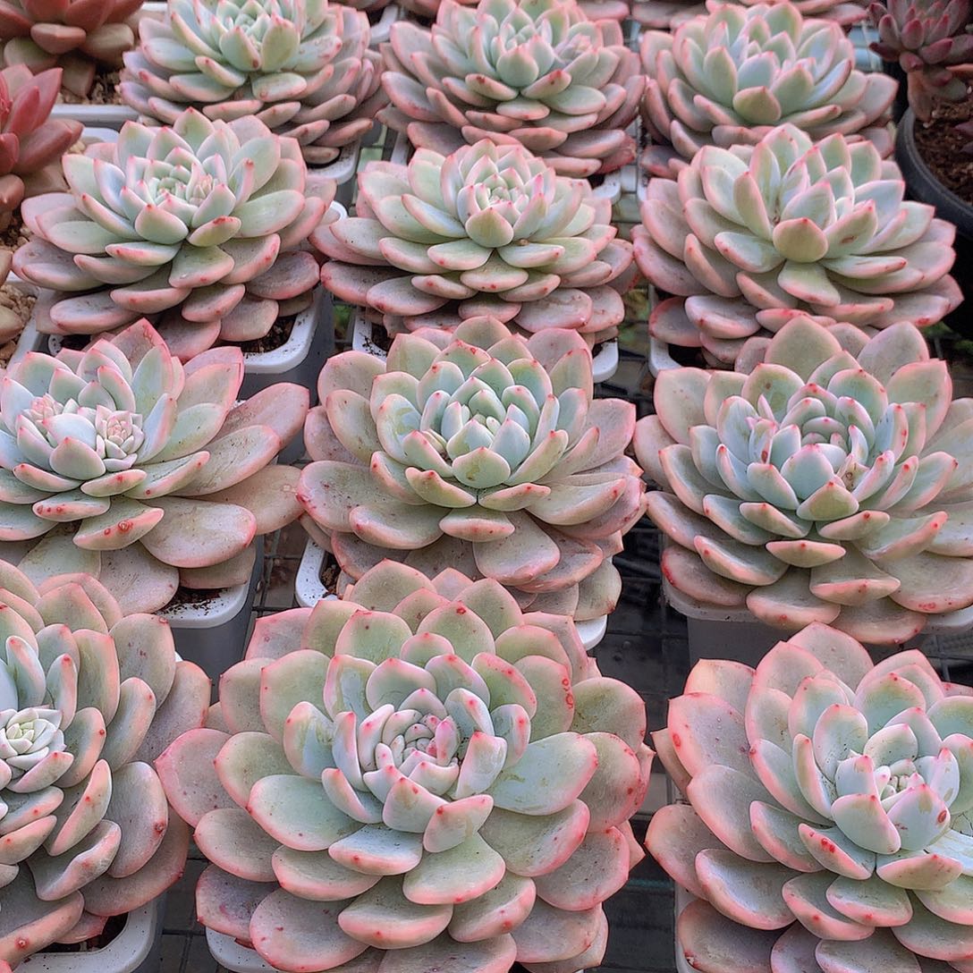 梦露锦4456778888999