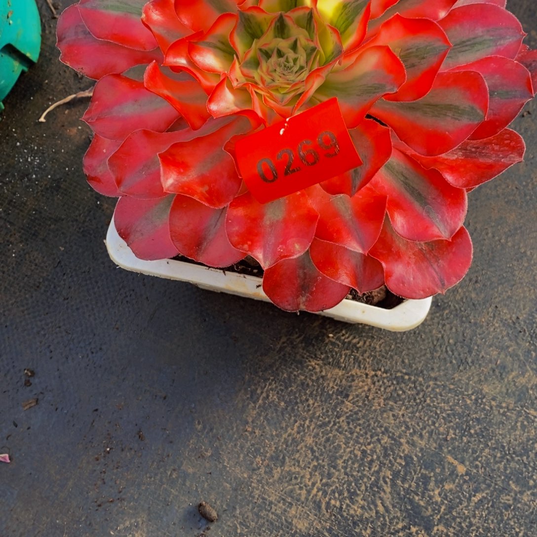 结***局0269多肉植物爱丽丝