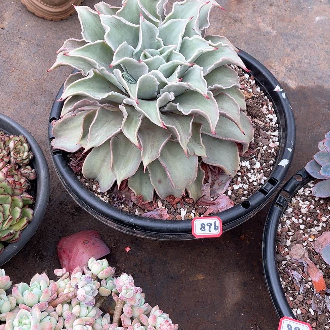 896饺子皮 一物一拍多肉