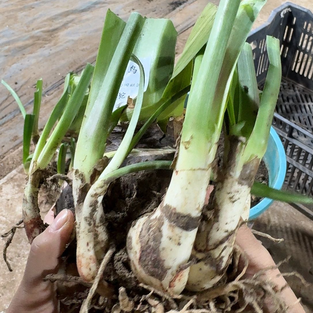 蓝色蜂鸟11+坨子开花球