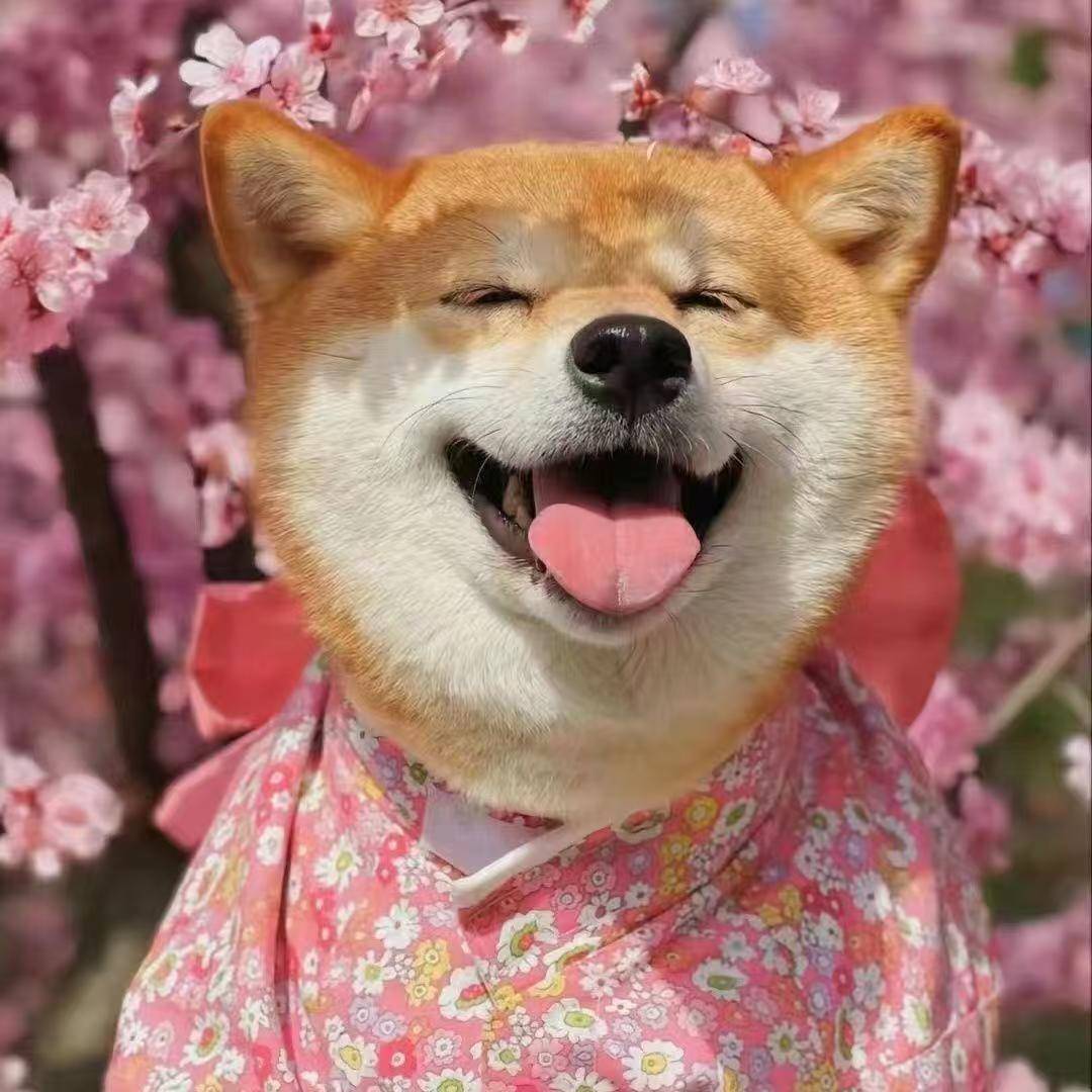 【超低价】秋田犬幼犬小狗狗幼犬柴犬混血宠物幼崽家养幼宠看家活物