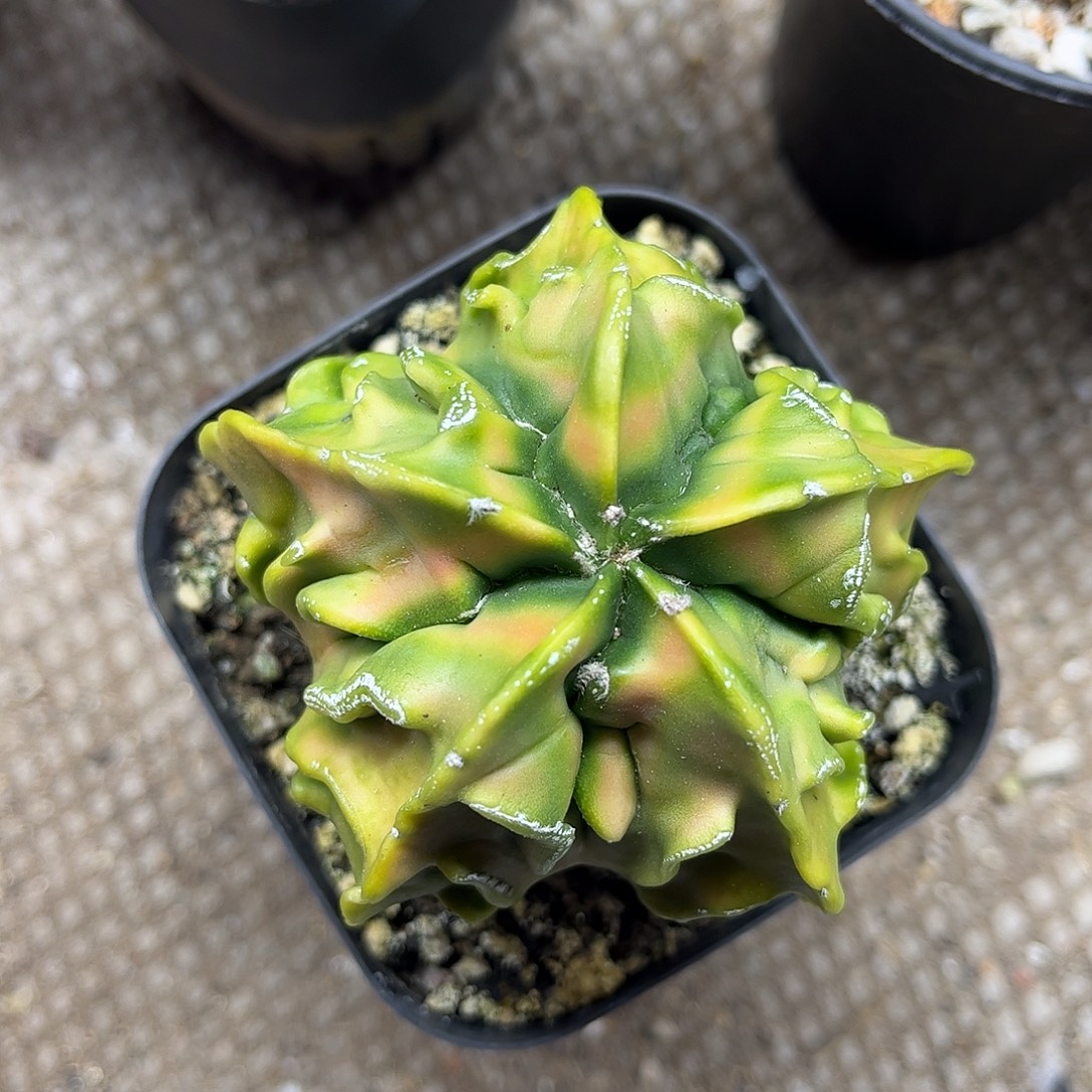 大***子无花朵核桃此生跟一颗