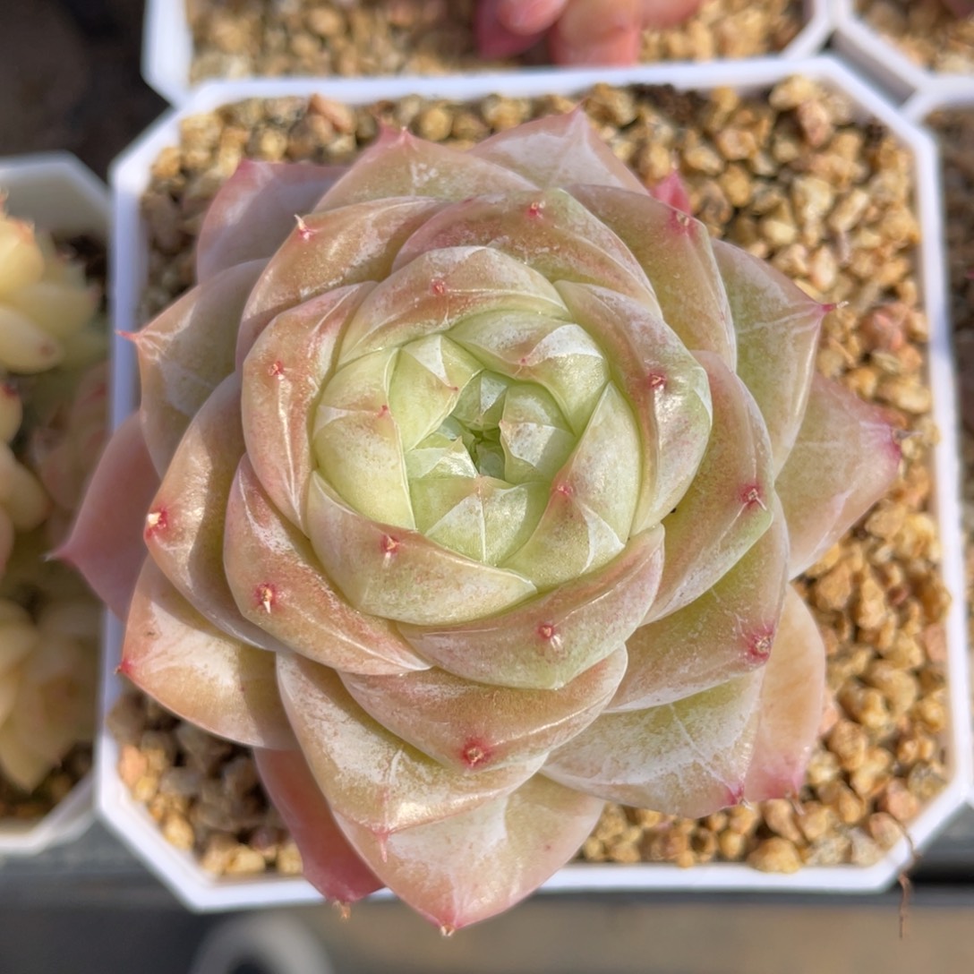 优选奶芙珍妮多肉2640