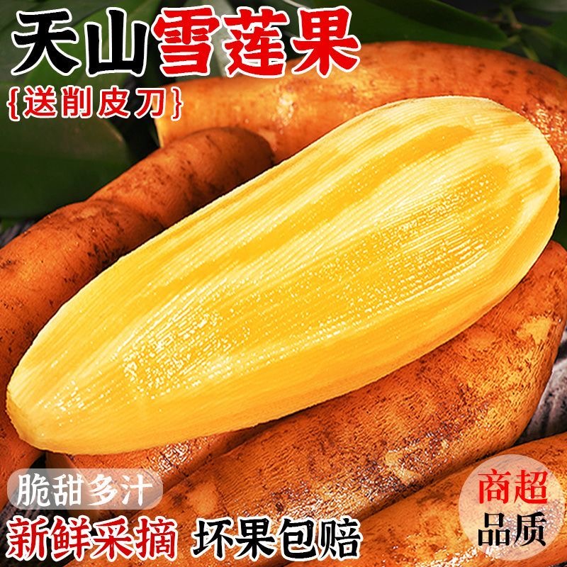 云南正宗天山雪莲果新鲜现挖现发头茬应季黄心红心红泥沙低糖水果商品图