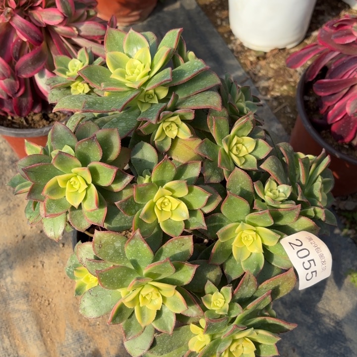 艳日辉多肉处氧化黑斑2055