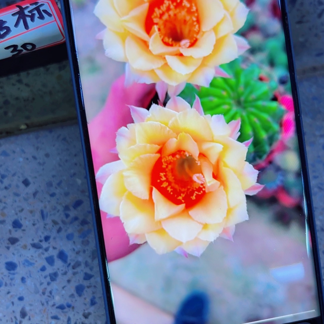 下58彩草黄玫瑰歪无根侧芽4公分左右20包邮
