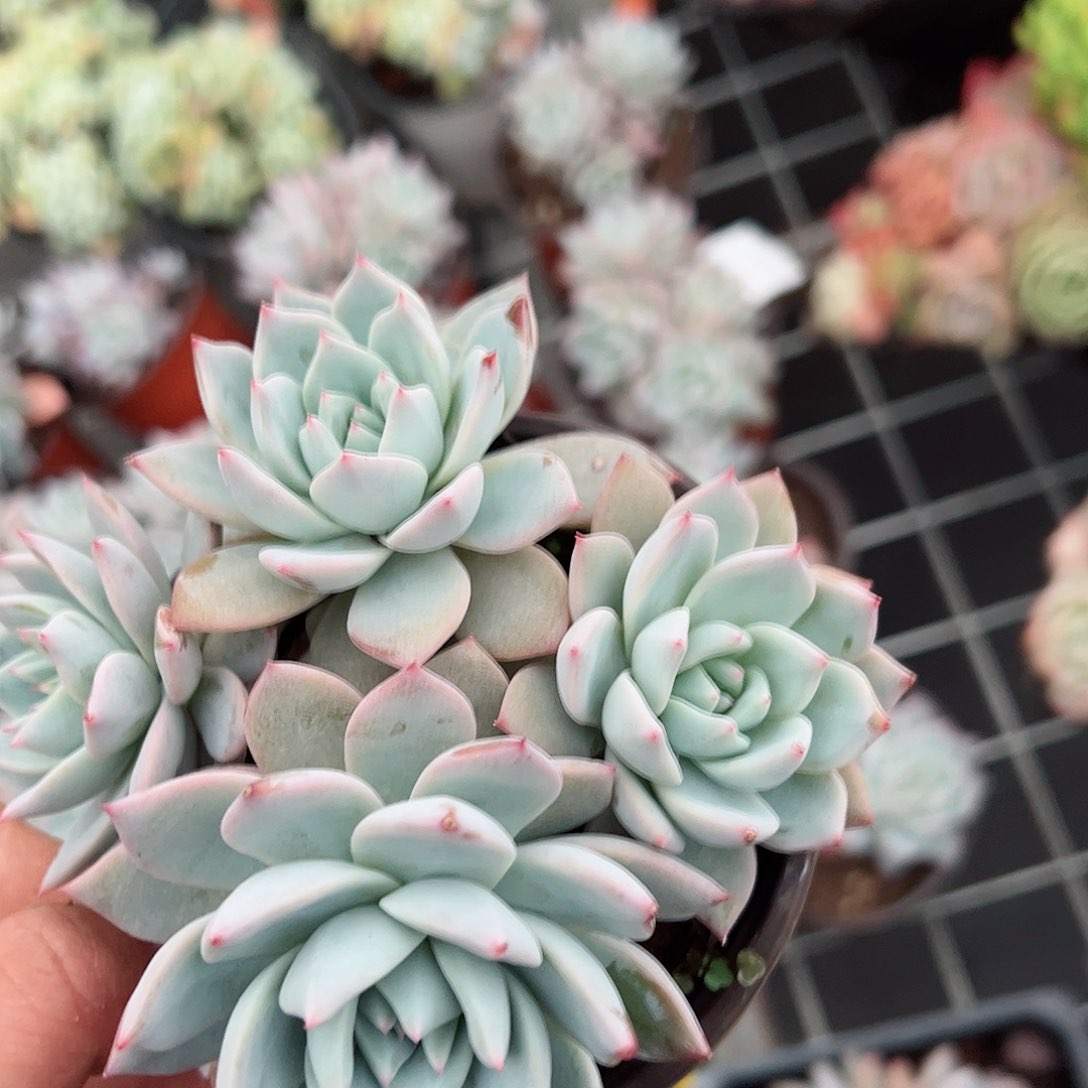 粉蓝鸟三头起120杯