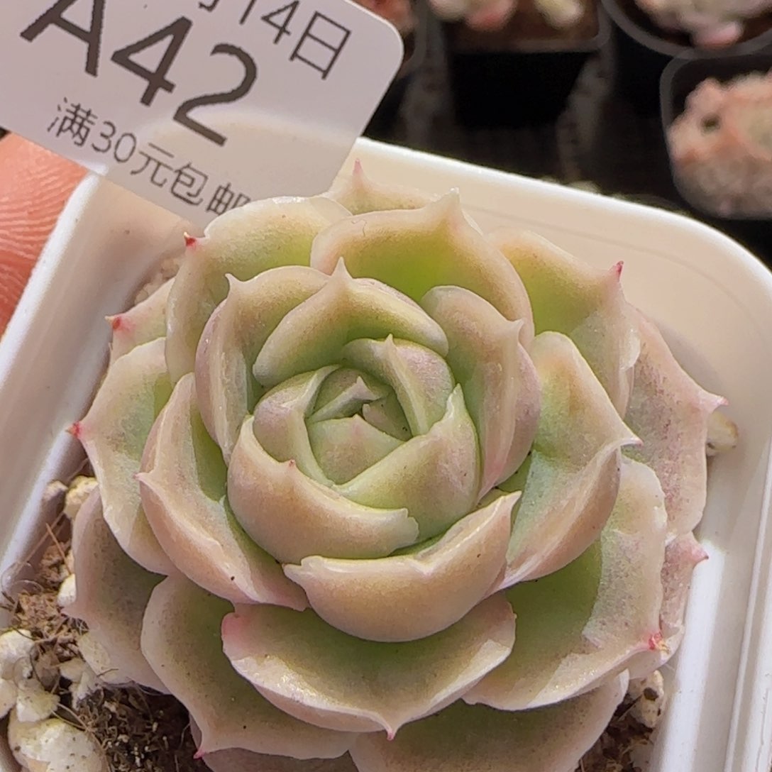 水晶虾饺单头一颗脱土