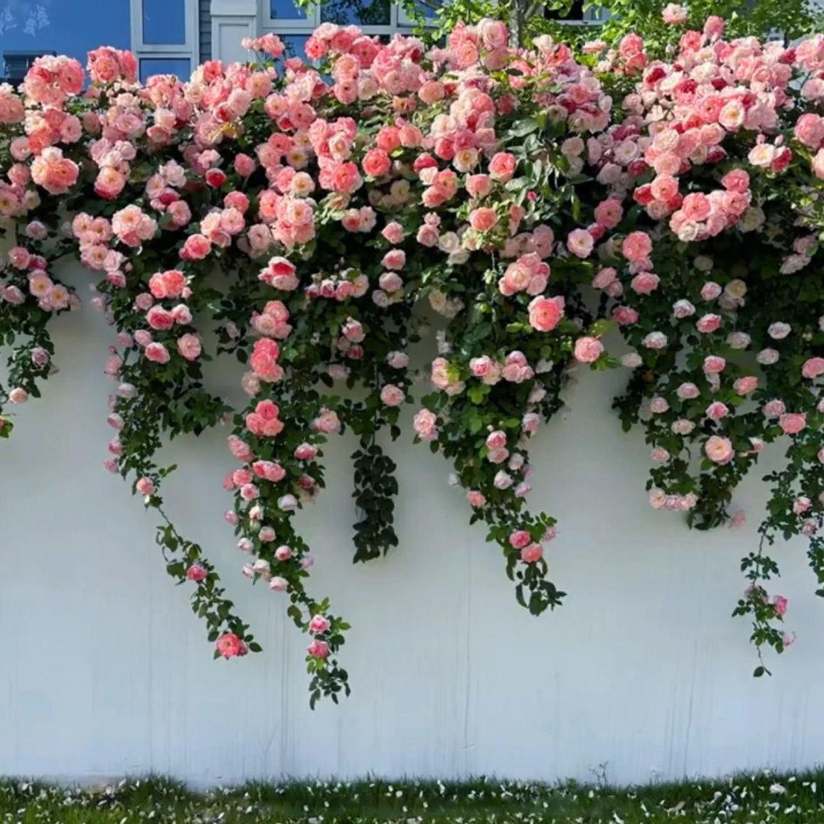 藤本月季爬藤蔷薇植物，樱霞月季花苗，阳台庭院装饰绿植多季节开