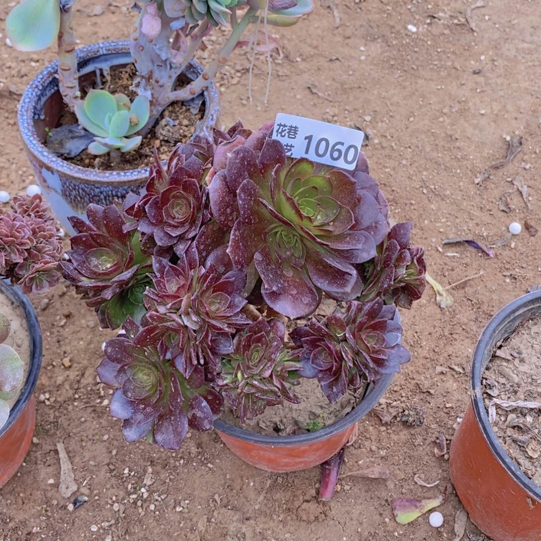 1060 号一物一拍多肉植物