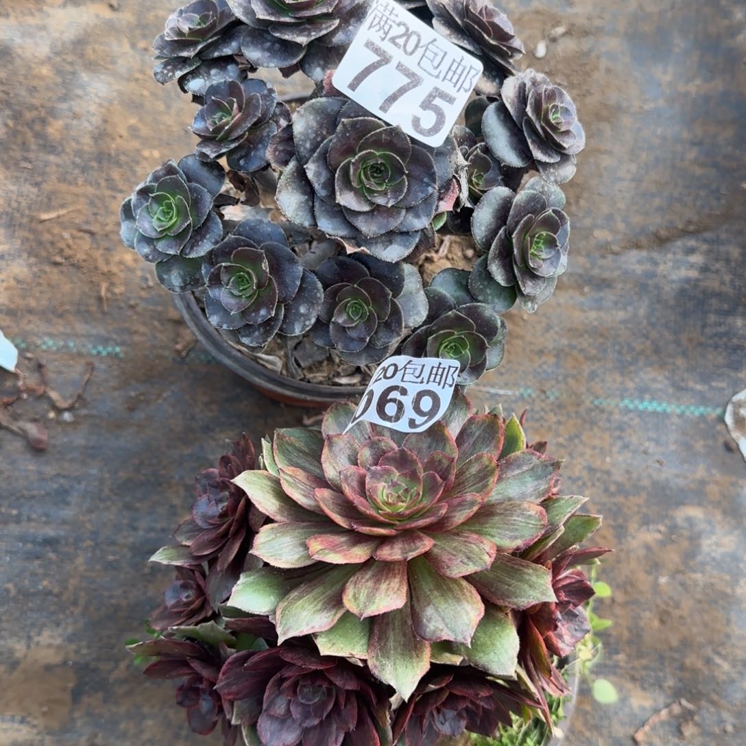 多肉775+069满20包邮断枝