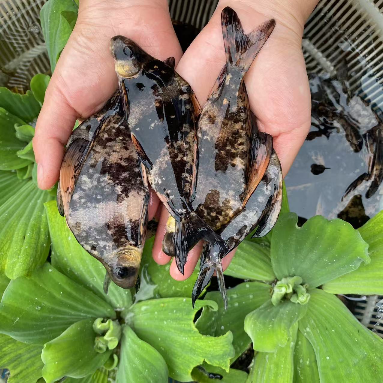 一帆风顺  美人鱼  重庆发货  水族活体 观赏鱼