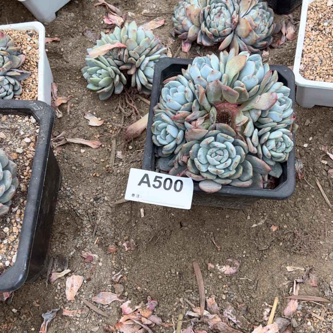 夏*500 多肉多肉多肉多肉