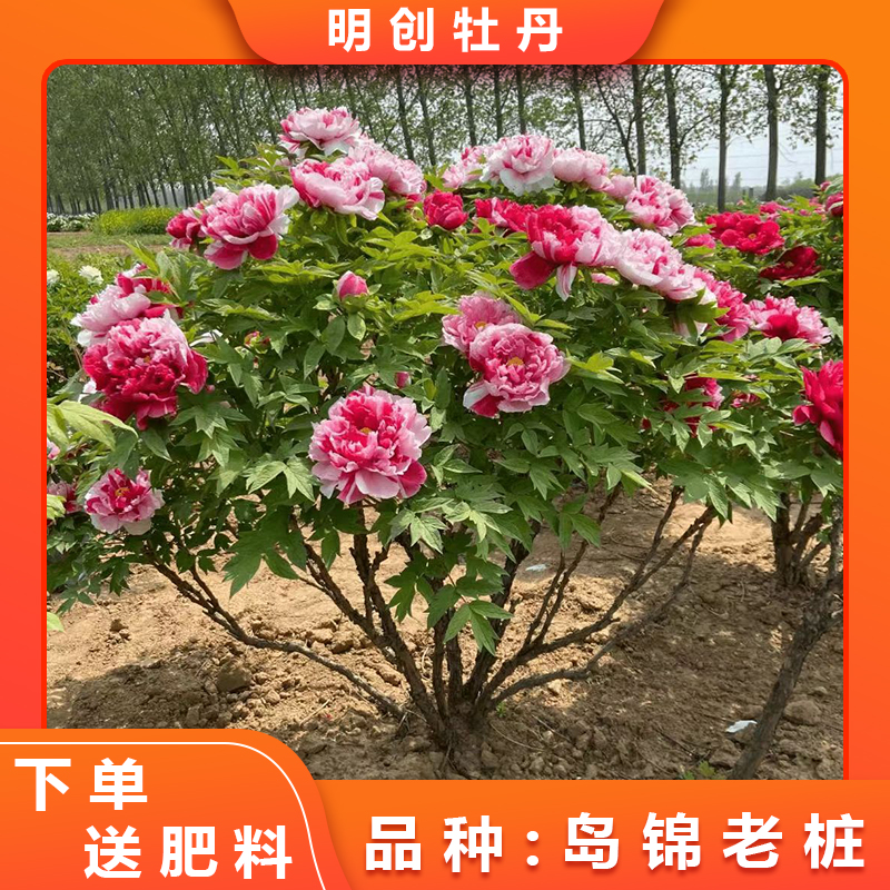 【岛锦老桩】一树多花一花朵色千层重瓣牡丹老桩带土球发货