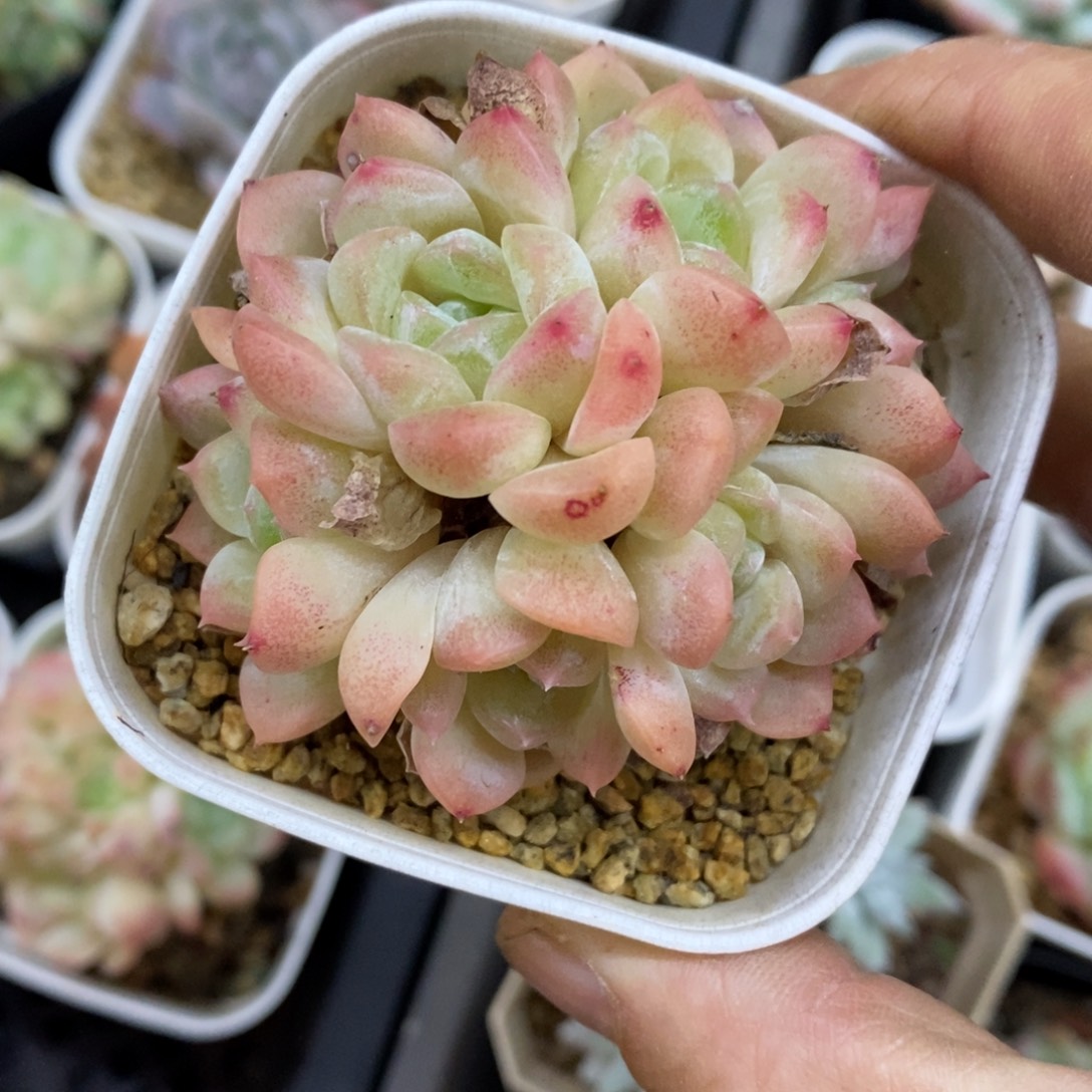 精品多肉一物一拍不包整174