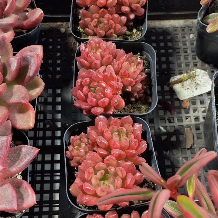 红宝石群带哦土发