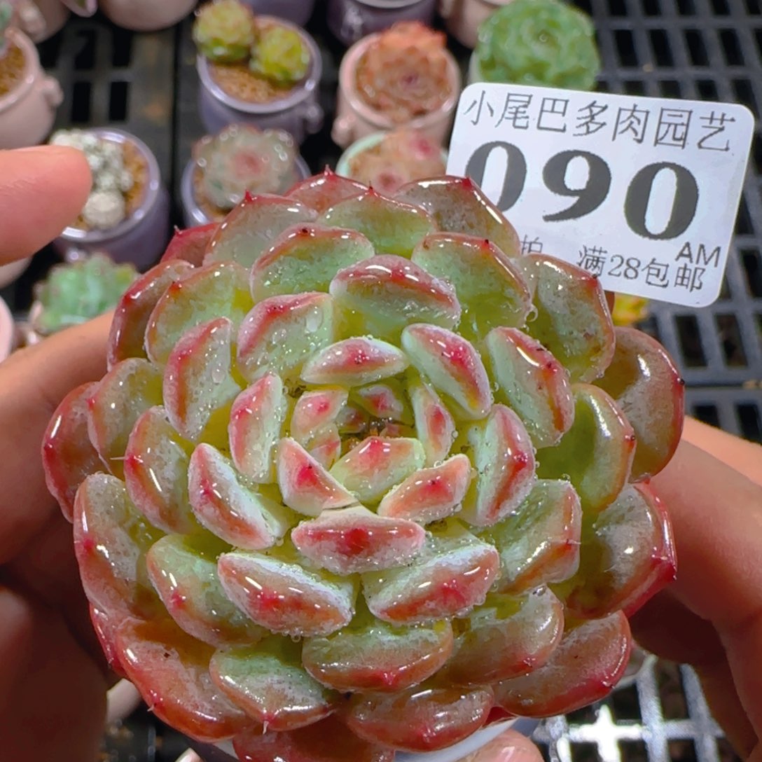 AM小尾巴5CM迷你拇指盆栽精控多肉090