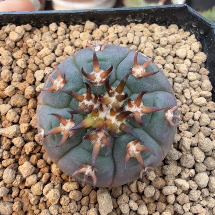 实生猫爪1430 (满28包邮)