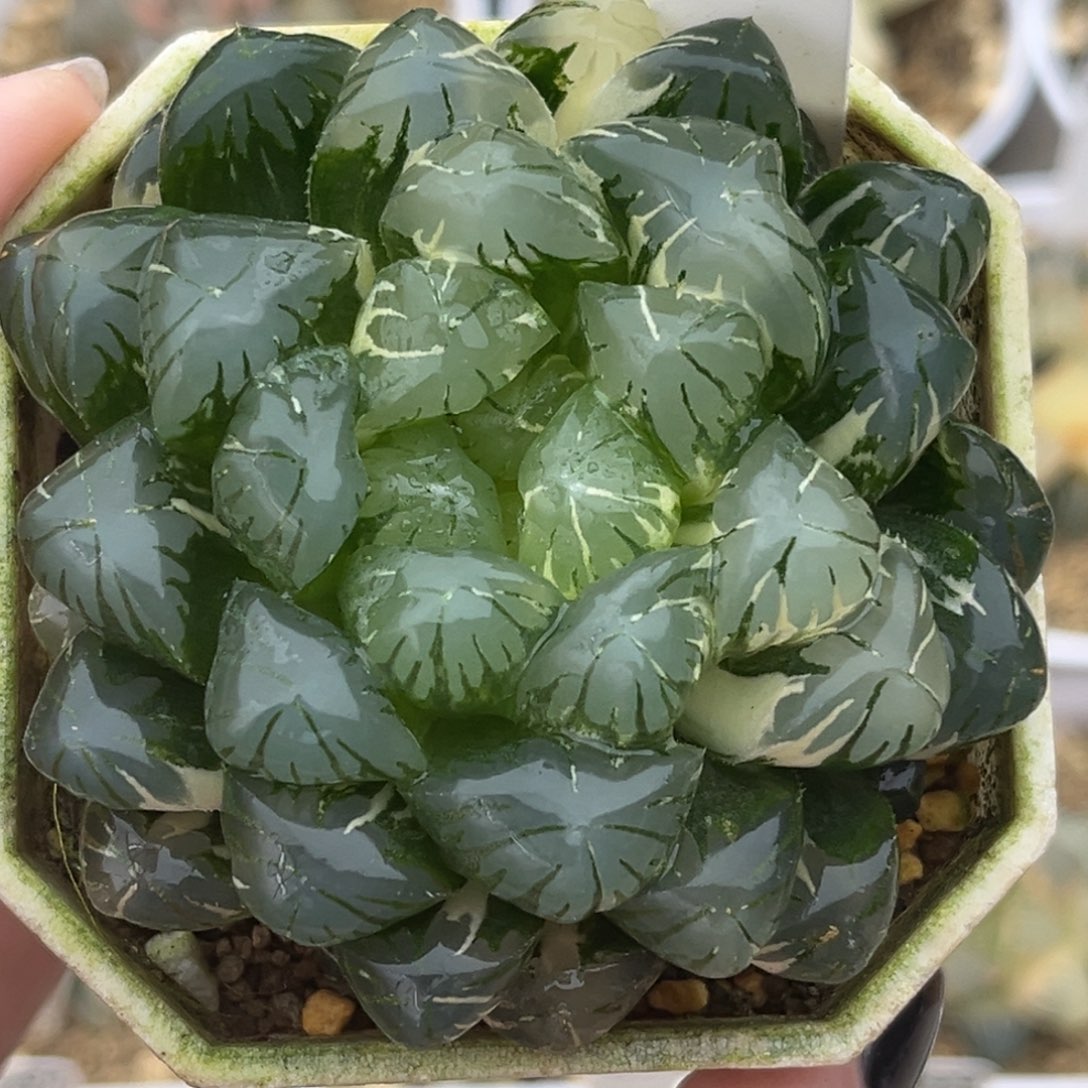 47卜卜紫玉露锦十二卷多肉