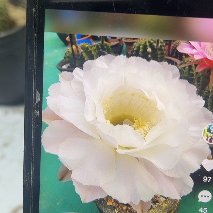 绣谱柱嫁接圣洁莲花彩草