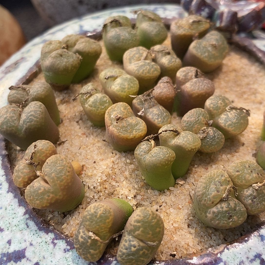 350双头勋章1颗。      