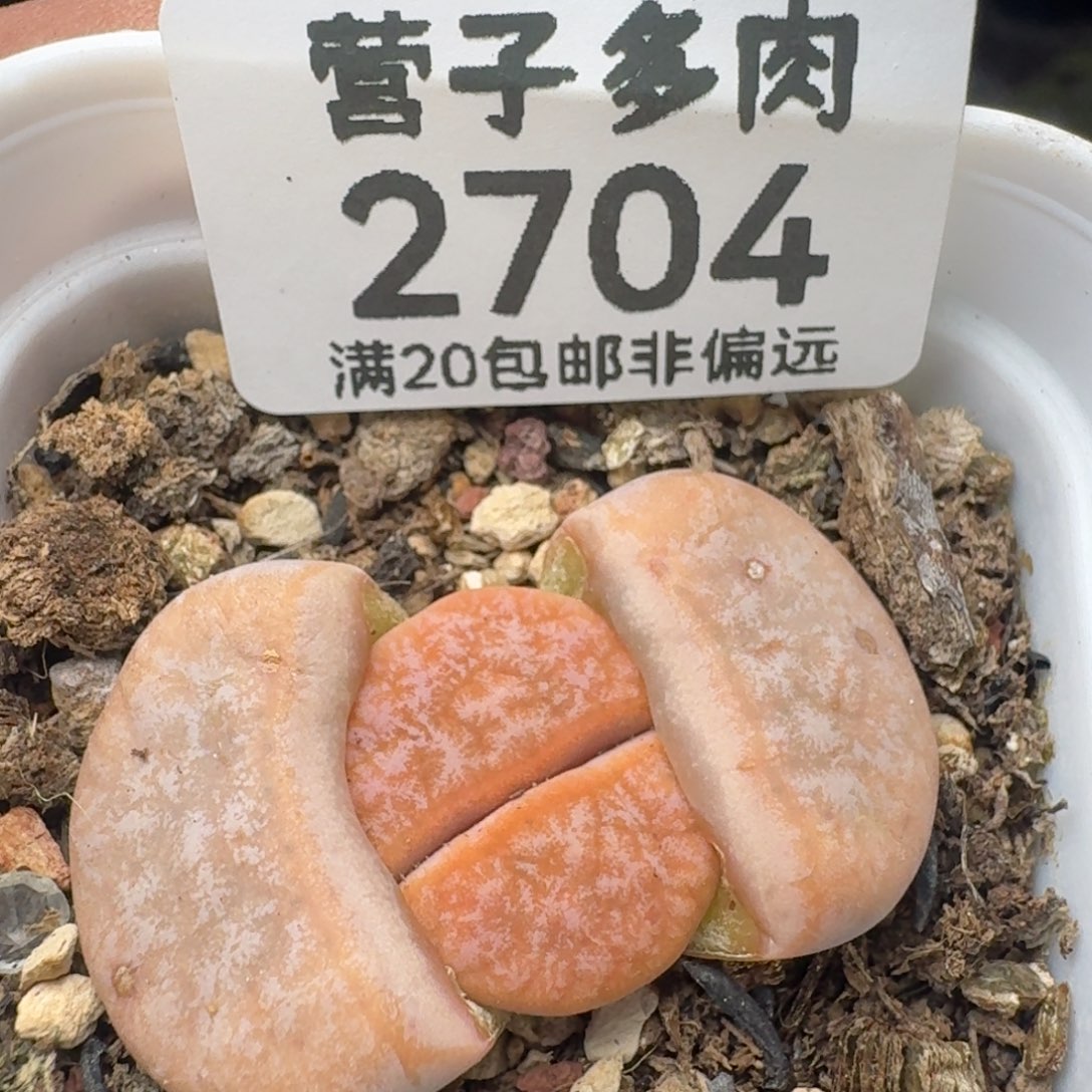 拿铁309A带盆土。               